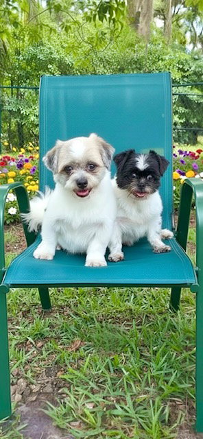 Orville & Prescott, an adoptable Shih Tzu in Weston, FL