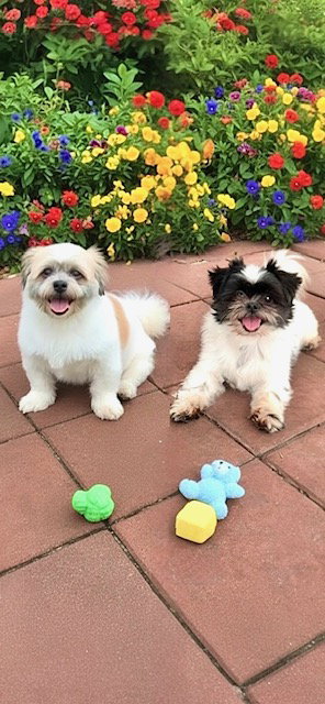 Orville & Prescott, an adoptable Shih Tzu in Weston, FL