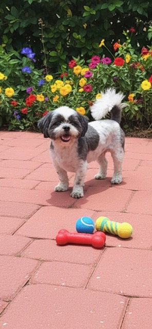 Cafe Mocha, an adoptable Shih Tzu in Weston, FL