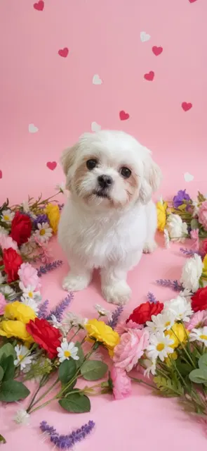 Jasmine Joy - Shih Tzu