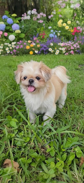 Daisy