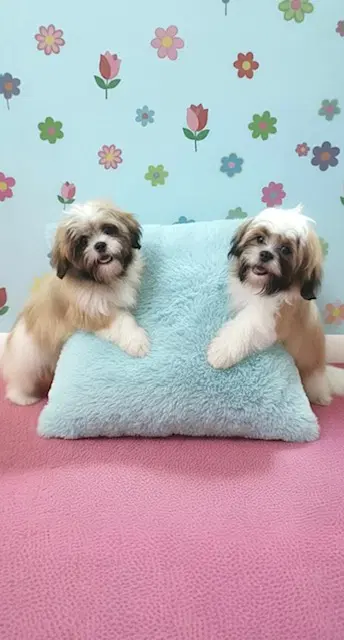 Jemma  Jacob - Shih Tzu