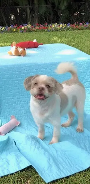 Cosmo - Shih Tzu