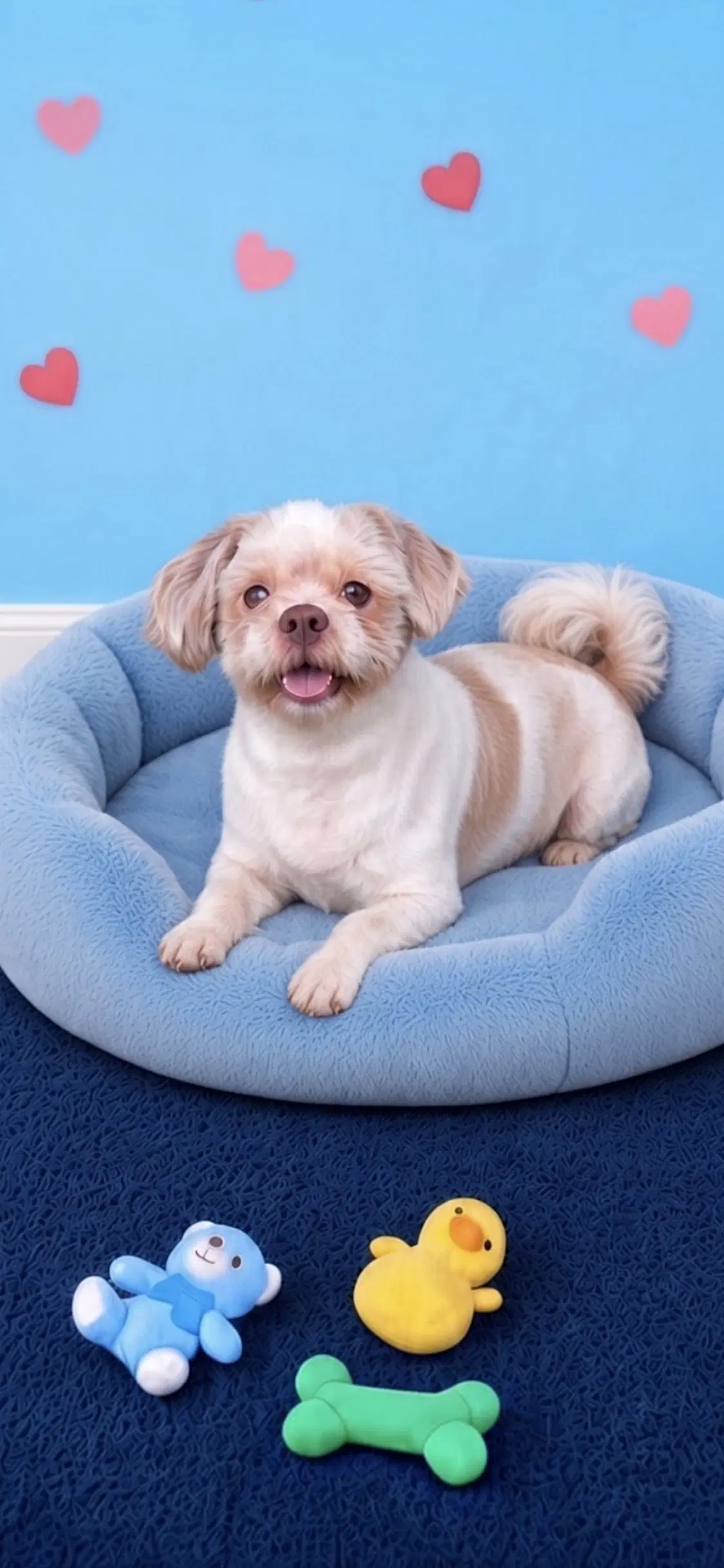 Cosmo - Shih Tzu
