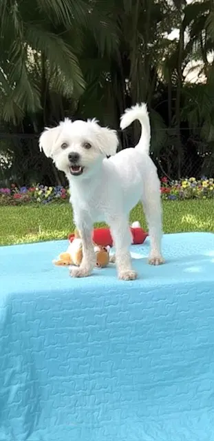 Casper - Shih Tzu