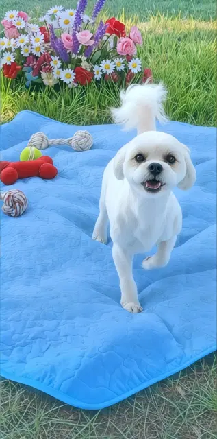 Kaya - Shih Tzu