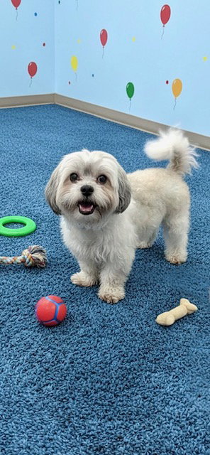 Nugget, Shih Tzu