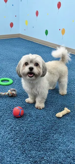 Nugget - Shih Tzu/Bichon