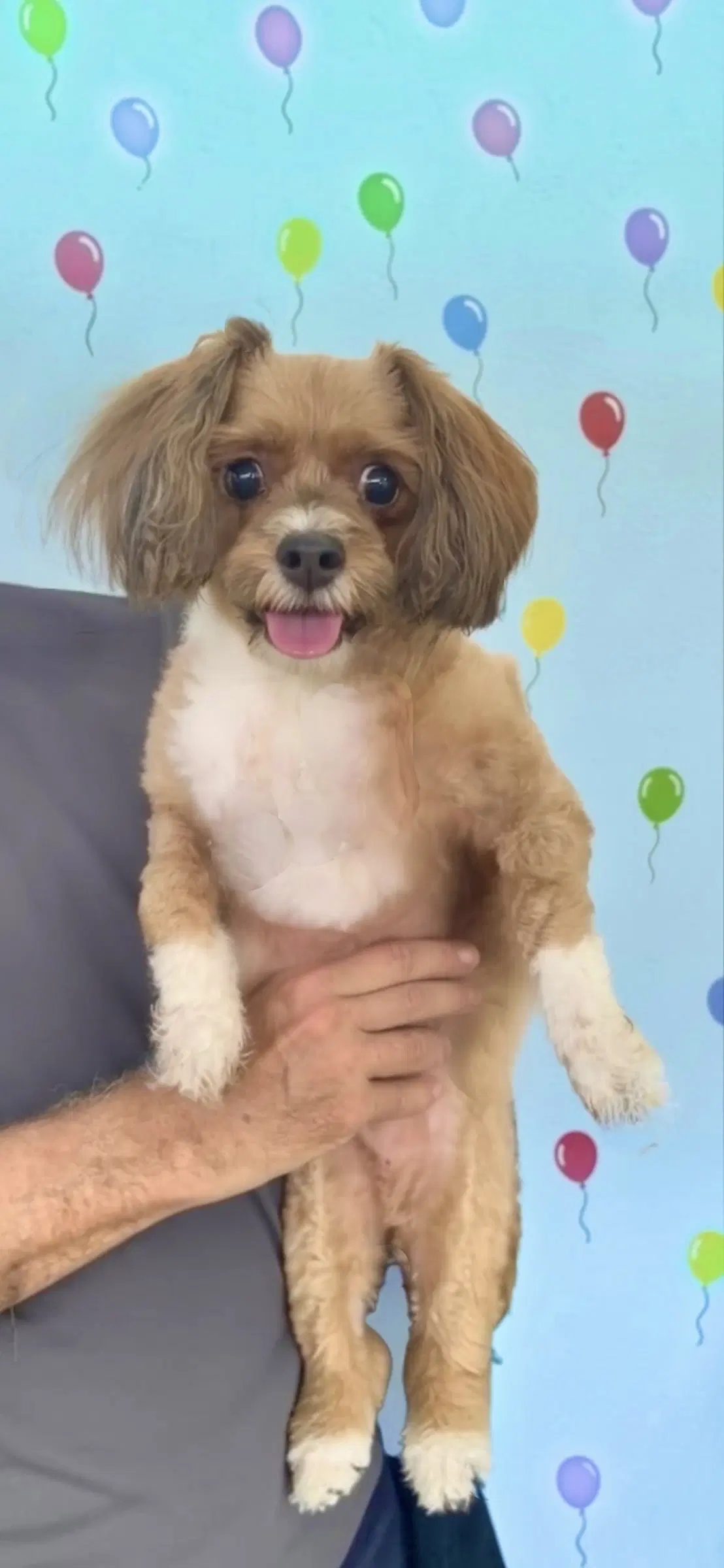 Diamond - Shih Tzu