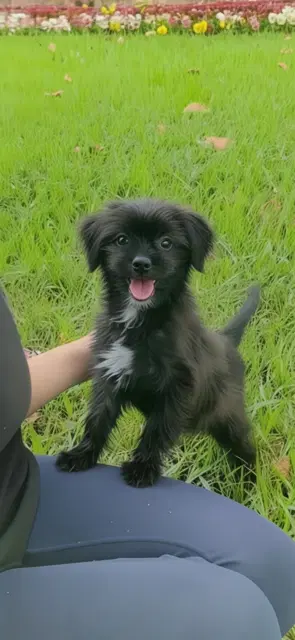 Roselle - Shih Tzu