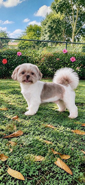Elvis James, Shih Tzu