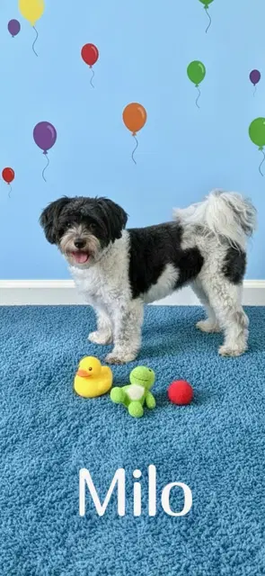 Milo image 3