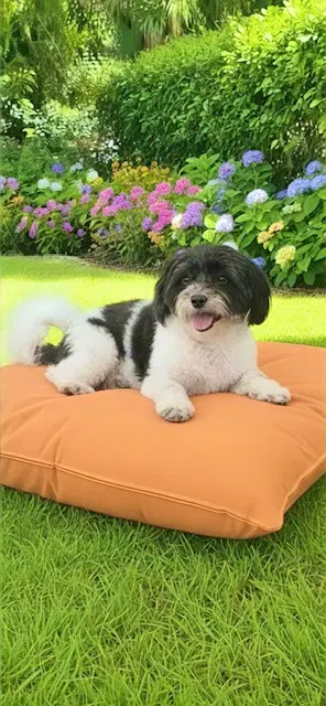 Milo image 4