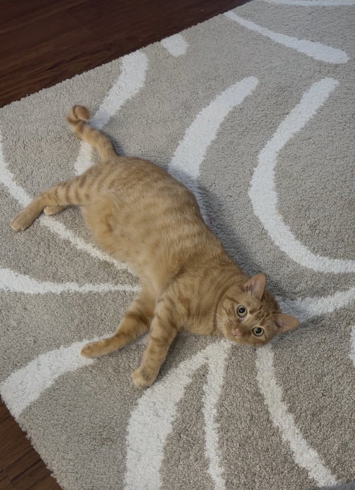 Penny Sally Girl, an adoptable Domestic Short Hair in Frisco, TX