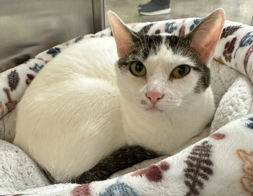 Cookie M., Young Domestic Short Hair (short coat), cat for adoption in Hurst, Texas