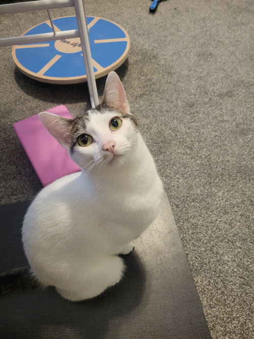 Cookie M., an adoptable Domestic Short Hair in Frisco, TX