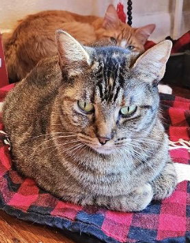 Pepper, Adult Domestic Short Hair (short coat), cat for adoption in Hurst, Texas