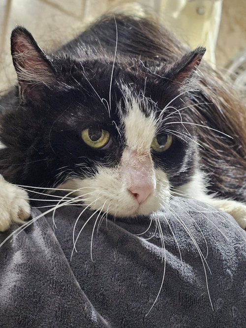 Penny, an adoptable Domestic Short Hair in Frisco, TX