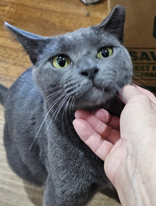 Russell, an adoptable Domestic Short Hair in Frisco, TX