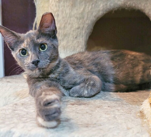 Laureli, Adult Domestic Short Hair / Mixed (short coat), cat for adoption in Hurst, Texas
