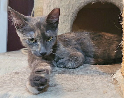 Photo 3 of Laureli