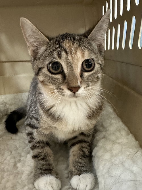 Jill, Adult Domestic Short Hair / Tabby / Mixed (short coat), cat for adoption in Hurst, Texas