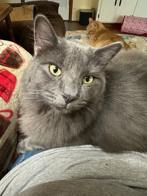 Izzy — Russian Blue / Domestic Medium Hair (medium coat)