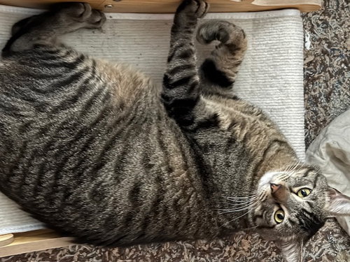 Max, an adoptable Domestic Short Hair in Frisco, TX