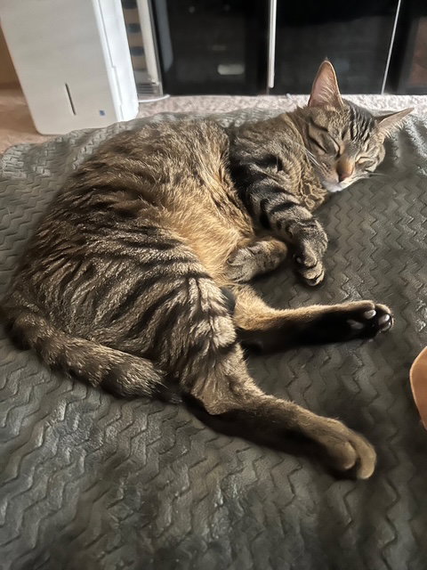 Max, Young Domestic Short Hair / Tabby (short coat), cat for adoption in Hurst, Texas
