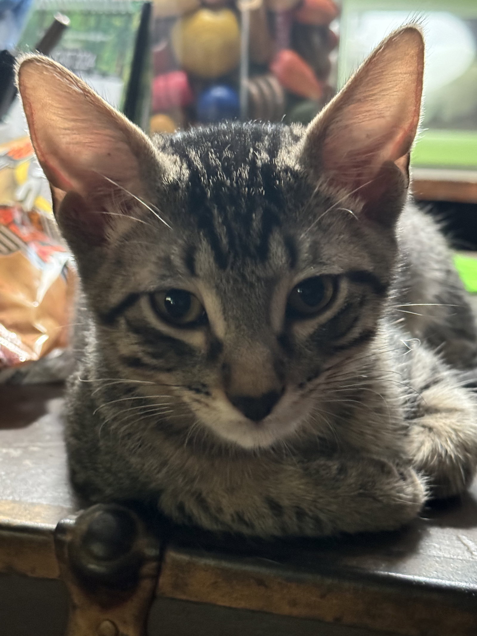 Max M., photo 25