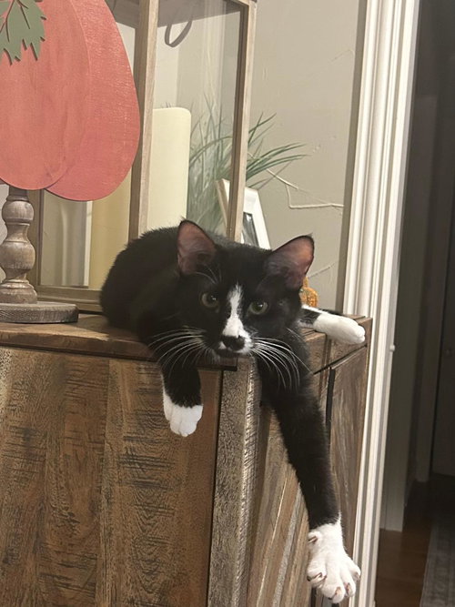 M&M, Young Domestic Short Hair (short coat), cat for adoption in Hurst, Texas