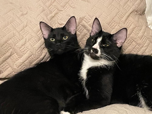 Tipsy, Young Domestic Short Hair (short coat), cat for adoption in Hurst, Texas