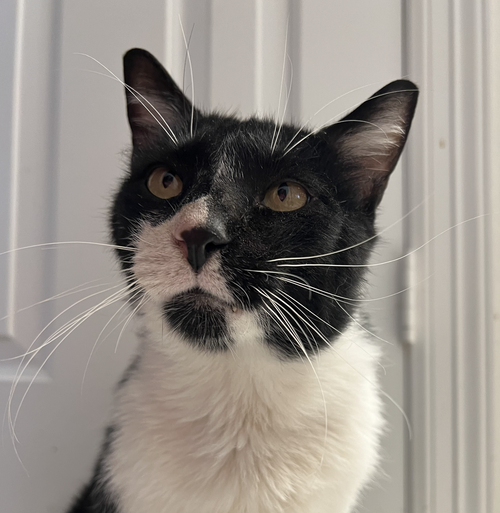 Big Foot, an adoptable Domestic Short Hair in Frisco, TX