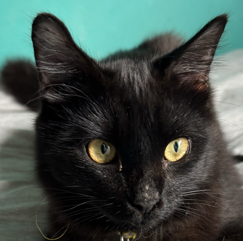 Shadow S., Young Domestic Medium Hair (medium coat), cat for adoption in Hurst, Texas