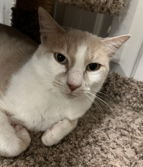 Jasper "Morrison", Adult Domestic Short Hair (short coat), cat for adoption in Hurst, Texas