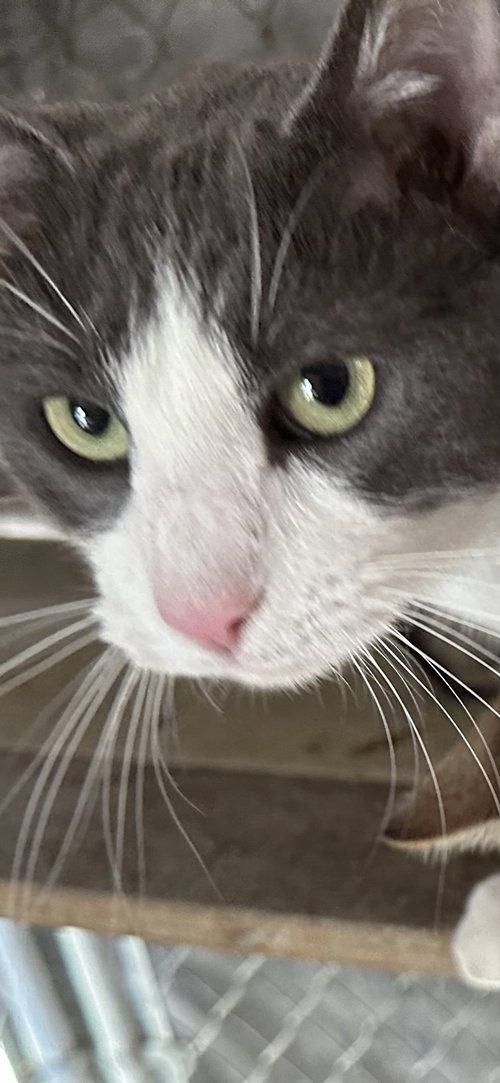 Timmy, Adult Domestic Short Hair (short coat), cat for adoption in Hurst, Texas