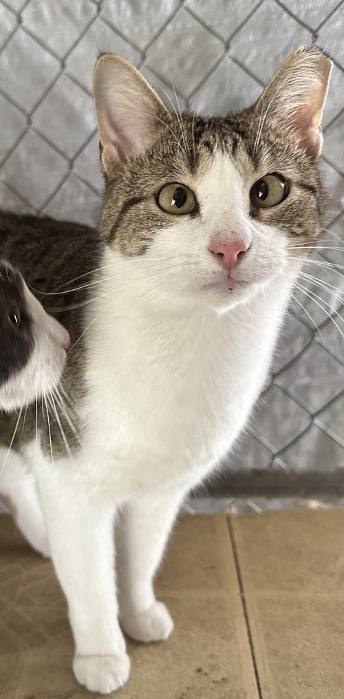 Tessa, Adult Domestic Short Hair (short coat), cat for adoption in Hurst, Texas