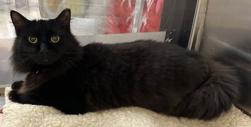 Beauty, an adoptable Domestic Long Hair in Frisco, TX