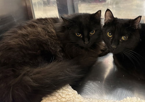 Sable, an adoptable Domestic Long Hair in Frisco, TX