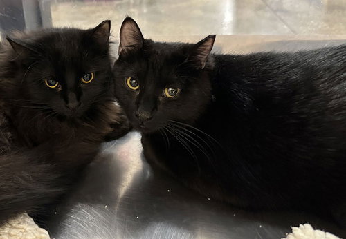 Sunshine, an adoptable Domestic Short Hair in Frisco, TX