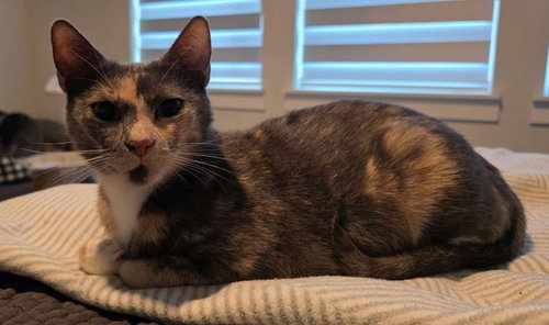 Wendy, Adult Domestic Short Hair (short coat), cat for adoption in Hurst, Texas