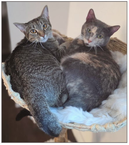 Wendy, an adoptable Domestic Short Hair in Frisco, TX