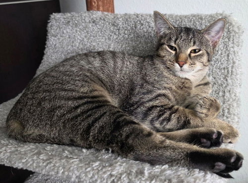 Mabel, Baby Domestic Short Hair (short coat), cat for adoption in Keller, Texas