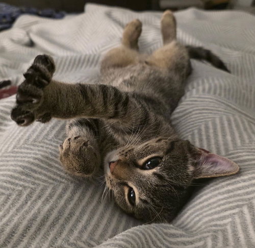 Mabel, Baby Domestic Short Hair (short coat), cat for adoption in Hurst, Texas