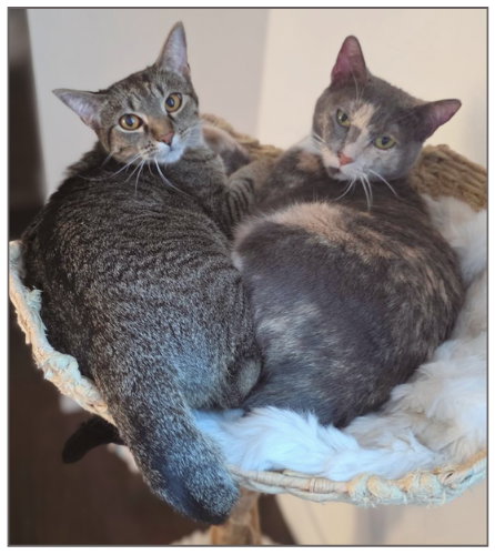 Mabel, an adoptable Domestic Short Hair in Frisco, TX