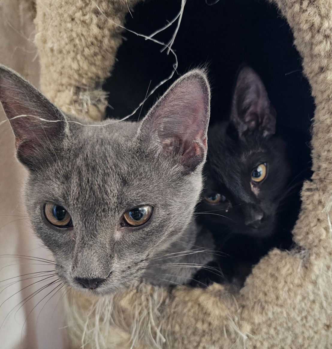 Flash, Domestic Short Hair