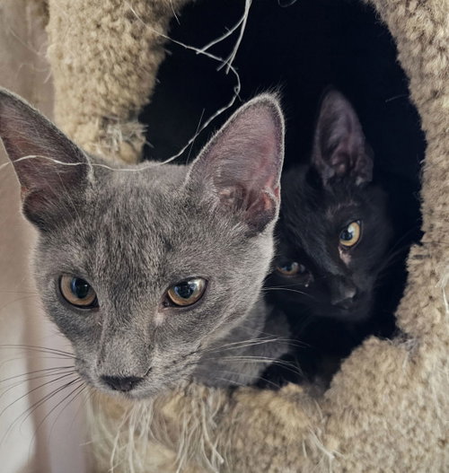 Flash, a cat for adoption from Frisco Humane Society