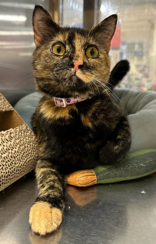 Sienna S., Young Tortoiseshell (short coat), cat for adoption in The Colony, Texas
