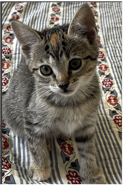 animal-image
