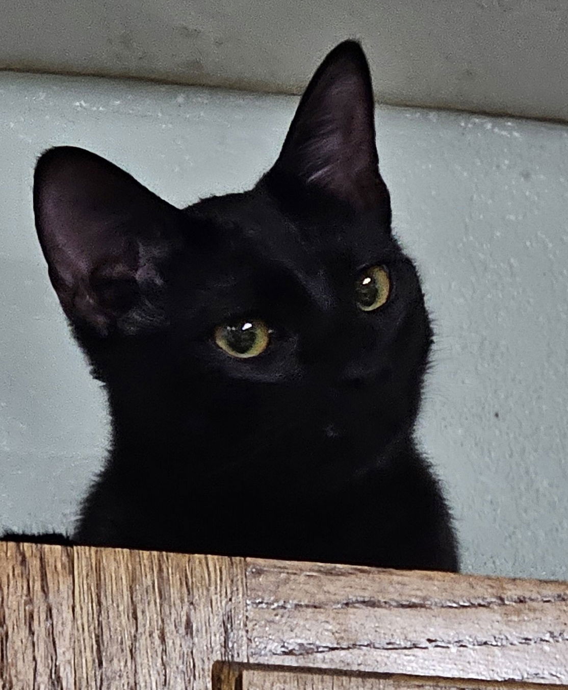 Stealth, Domestic Short Hair